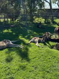🇦🇺🦘Maru koala and animals park