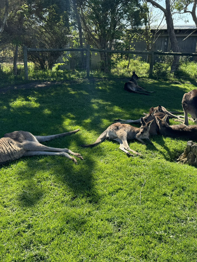 🇦🇺🦘Maru koala and animals park