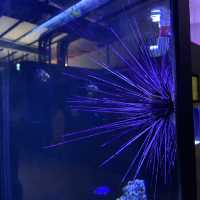 海洋生物互動展館，近距離觀賞與餵食鯊魚