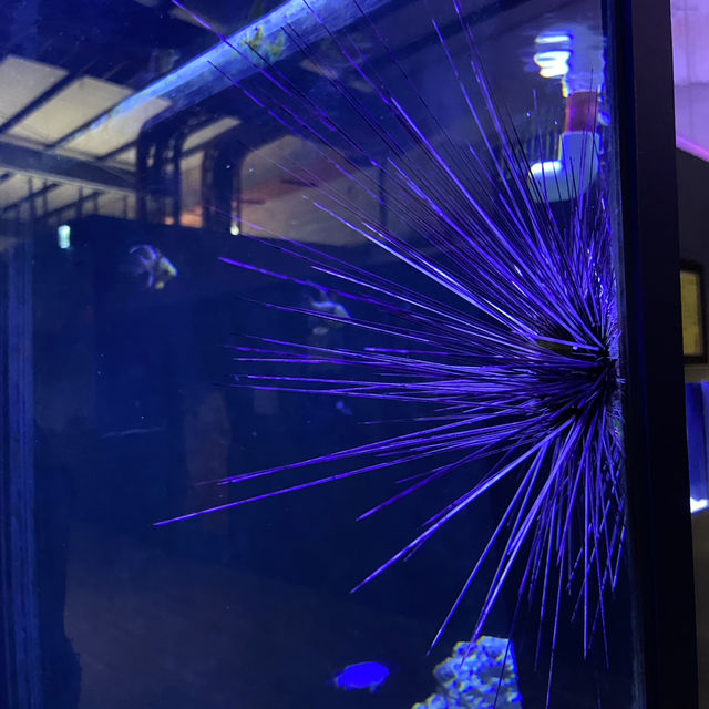 海洋生物互動展館，近距離觀賞與餵食鯊魚