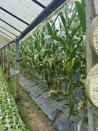 Discover Kebun Hulu Yam Lama: A Hidden Gem in Batang Kali