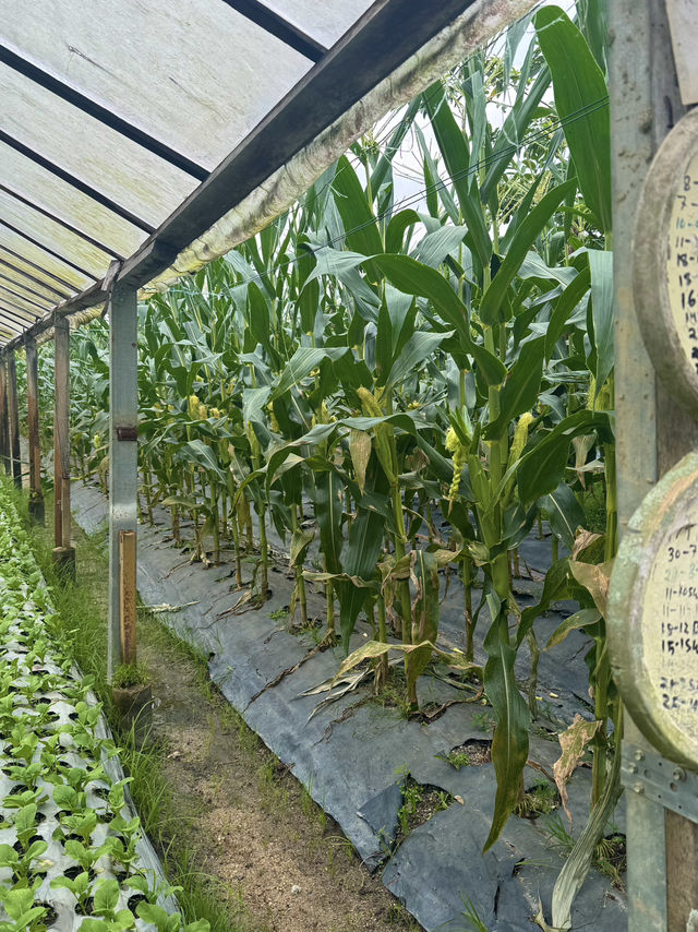 Discover Kebun Hulu Yam Lama: A Hidden Gem in Batang Kali