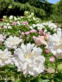 Spring Blooms at the Kyoto Botanical Gardens Rose Garden