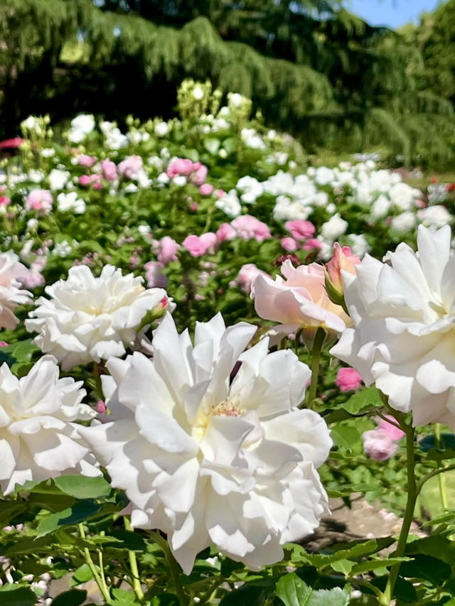 Spring Blooms at the Kyoto Botanical Gardens Rose Garden