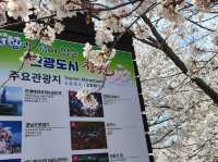 “Jinhae in Bloom: A Spring Symphony of Cherry Blossoms”