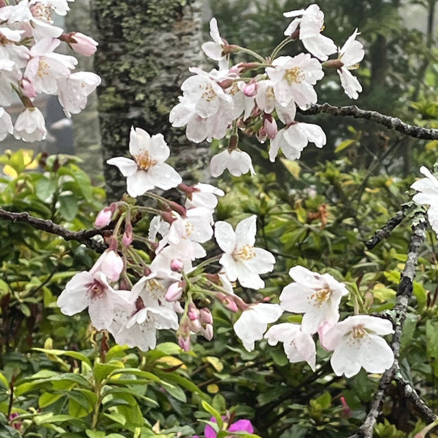 阿里山派出所步道 Alishan Police Station Trail 