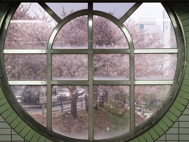 新道林・安養川の桜並木でのんびり花見散歩🌸