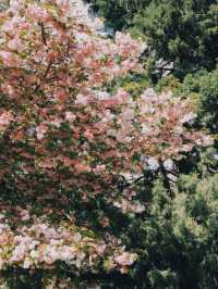 Yuyuantan Park Cherry Blossoms – Beijing’s Signature Sakura Spectacle