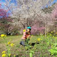 三色花景ㄧ次搞定的萬里林園