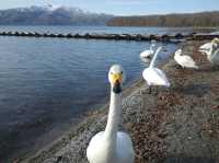 【こんな間近に】白鳥に癒される旅【屈斜路湖・砂湯】