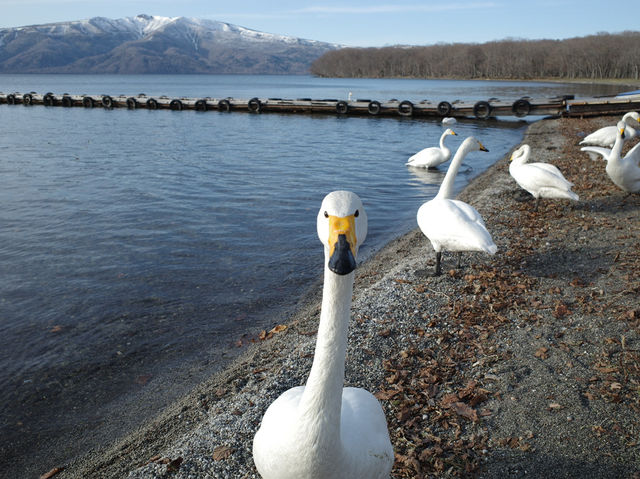 【こんな間近に】白鳥に癒される旅【屈斜路湖・砂湯】
