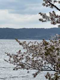 【鹿児島•桜島】景色、グルメ、桜島。ぜんぶ詰め込んだ1日観光｜鹿児島