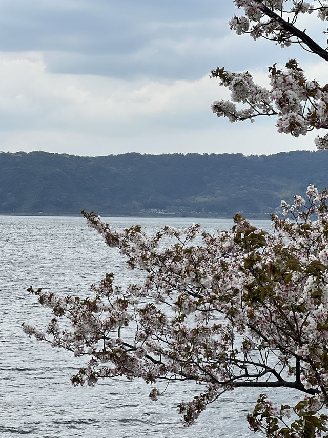 【鹿児島•桜島】景色、グルメ、桜島。ぜんぶ詰め込んだ1日観光｜鹿児島