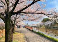 名古屋-荒子川公園賞櫻，漫步河川沿岸的櫻花隧道