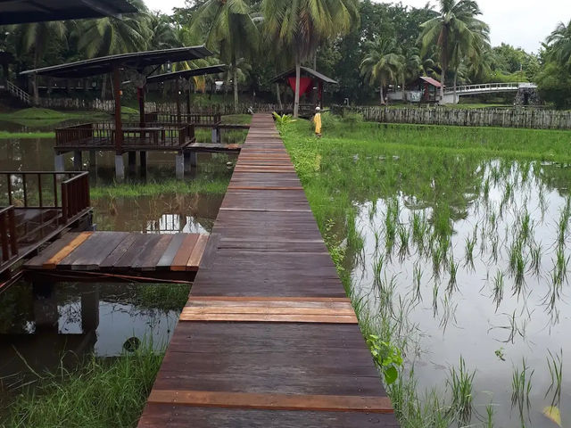 Laman Padi Langkawi