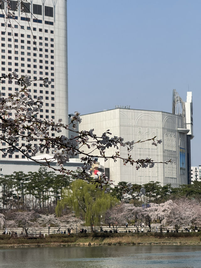 Cherry Blossoms Guide for Seokchon Lake