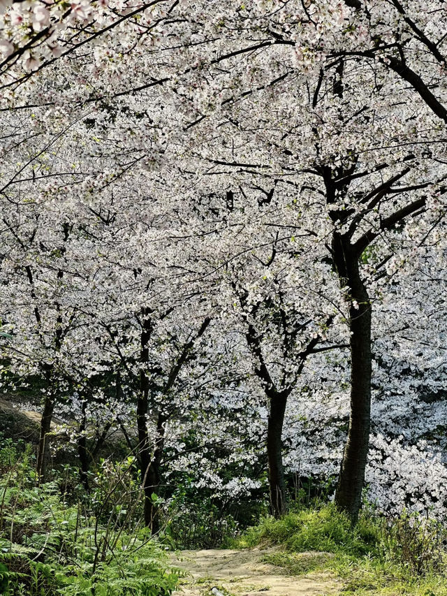 🌸 No need to go abroad! This Yoshino cherry blossom sea in Chongqing is breathtakingly beautiful! 🌸