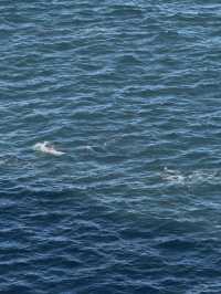 【シドニー郊外】野生のイルカと絶景に出会える場所。Port Stephens で過ごす1日