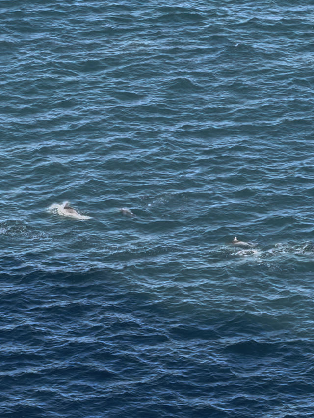 【シドニー郊外】野生のイルカと絶景に出会える場所。Port Stephens で過ごす1日