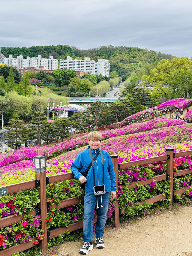 Celebrates the Breathtaking Bloom of Royal Azaleas Flowers
