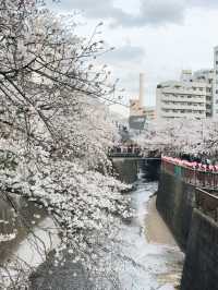 คลองเมกุโระ (Meguro River / 目黒川) ✨