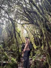 Mossy Forest , Cameron Highland มาเลเซีย