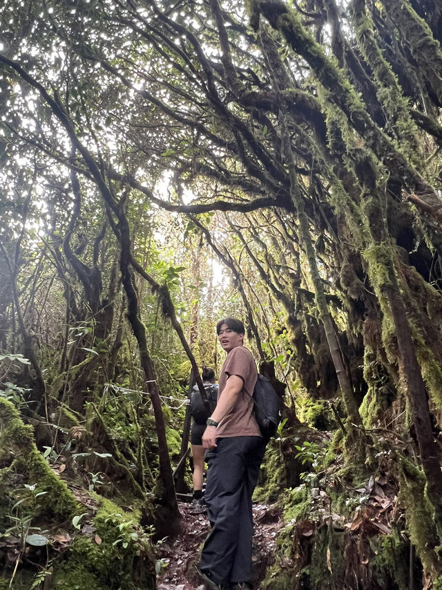 Mossy Forest , Cameron Highland มาเลเซีย