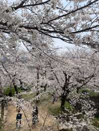 The Dazzling Harmony of a Famous Castle and a Thousand Cherry Trees