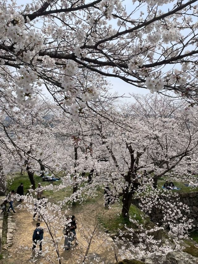 The Dazzling Harmony of a Famous Castle and a Thousand Cherry Trees