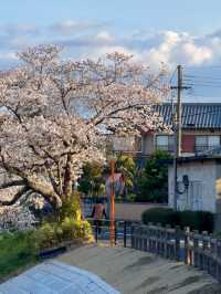 Soga River – A Peaceful Cherry Blossom Journey 🌸🚶‍♂️