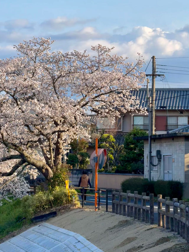 Soga River – A Peaceful Cherry Blossom Journey 🌸🚶‍♂️