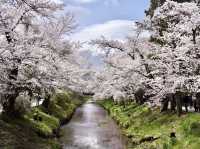Sakura Season at Oshino Hakkai.