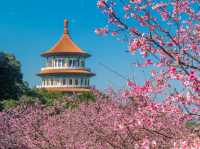 Sun Moon Lake Cherry Blossoms: Taiwan’s Lakeside Floral Paradise