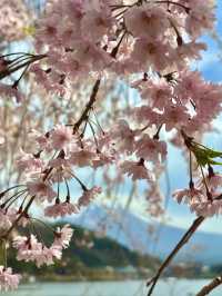 Petals in the Sky: Love and Blossoms at Tenjozan Park