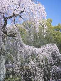 Kyoto Cherry Blossom Update 2025 🌸🌸 | Hidden Gems and Sweet Surprises!