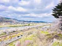🇯🇵仙台 你有看過河邊櫻花隧道嗎？🌸