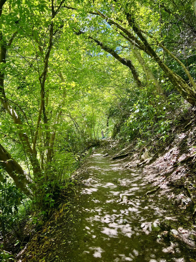 【高尾山】都心から電車で行ける高尾山⛰️