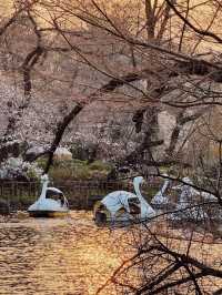  “Petals on the Pond: The Tranquil Beauty of Inokashira Park in Sakura Season”