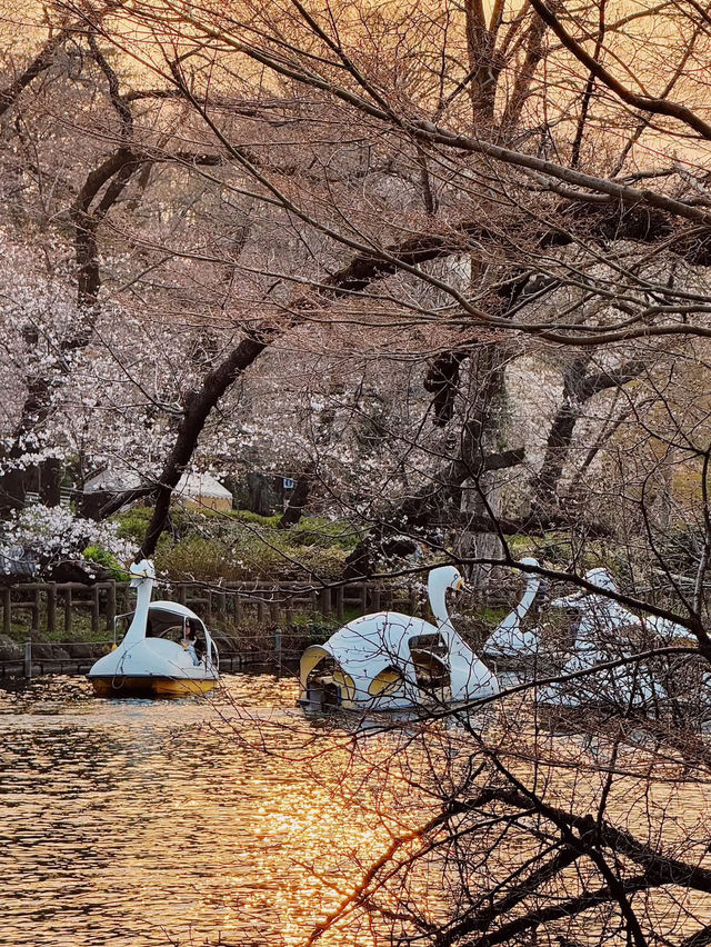  “Petals on the Pond: The Tranquil Beauty of Inokashira Park in Sakura Season”