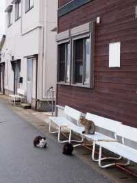 พาเที่ยวเกาะแมว Ainoshima Island