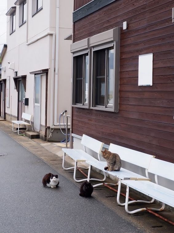 พาเที่ยวเกาะแมว Ainoshima Island