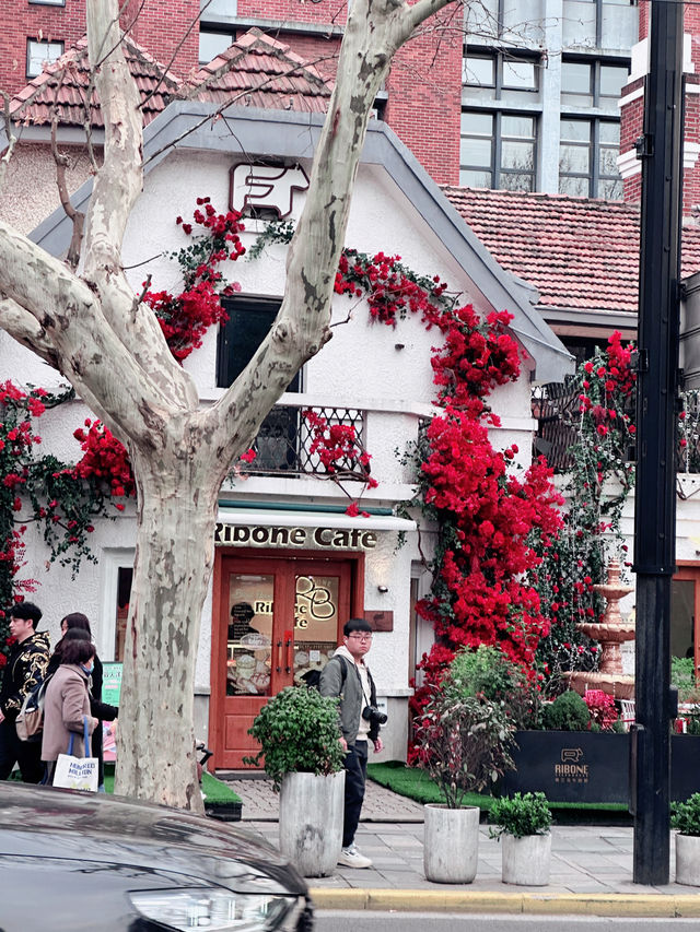 🌷🌸Spring Cycling Diary in Shanghai 🌸🚴‍♀️✨