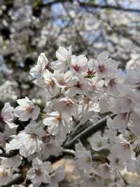 National Treasure in Full Bloom! 