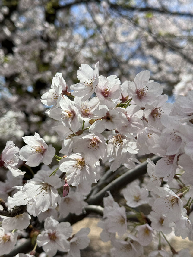 National Treasure in Full Bloom! 