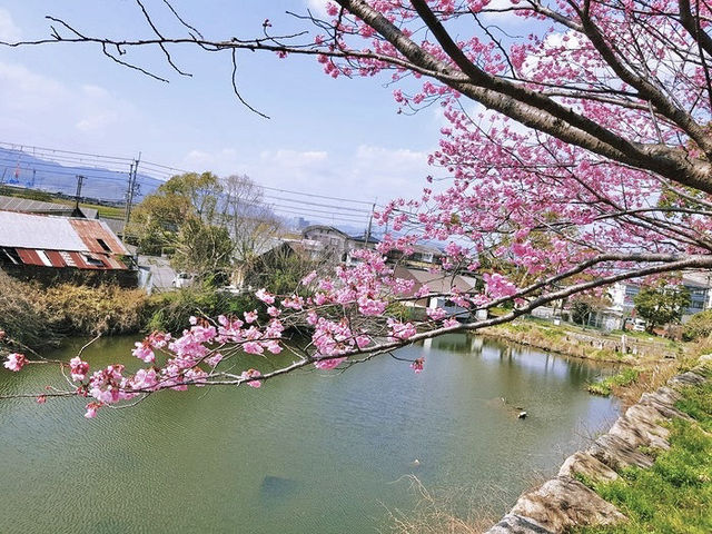 일본 벚꽃 여행 가이드 총정리