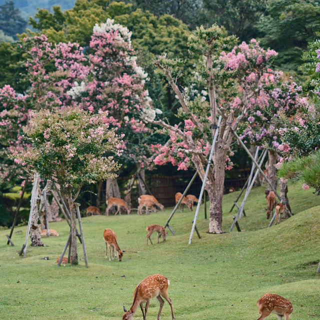 Mount Yoshino: A Sacred Mountain Draped in Sakura Splendor