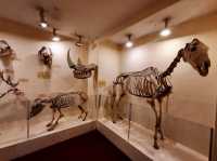 Booth Museum of Natural History