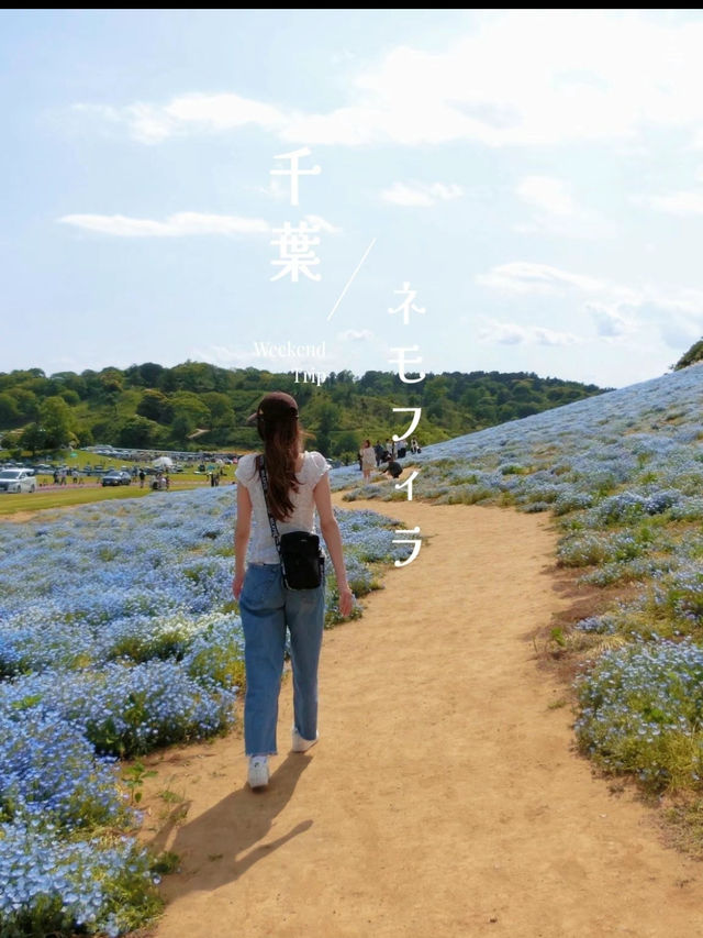 【千葉県】都内から車で約1時間！ネモフィラまだの人は週末ここ行って🥳🩵🦋【ドイツ村】