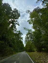 Semenggoh Orangutan Sanctuary — A Rare Encounter in Borneo