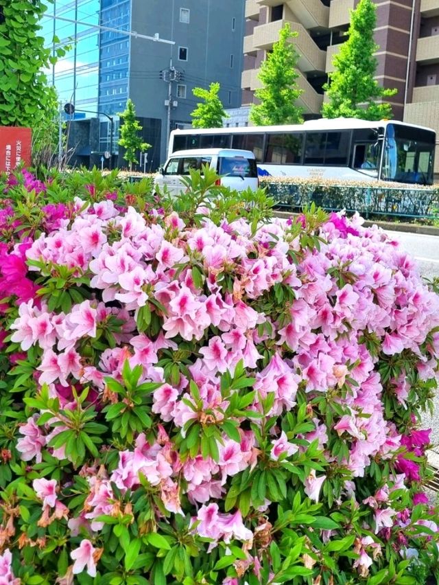 LOVELY SPRING, WHERE EVERY PETAL ADDS A LITTLE MORE COLOUR TO THE DAY 